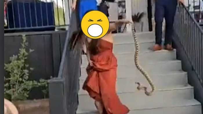 Video Viral: Ular Masuk ke Pesta Pernikahan, Beraninya Gadis Ini Langsung Pegang dan Angkat