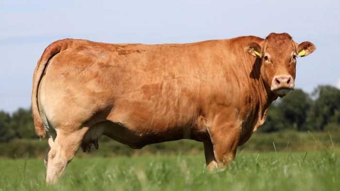 Jokowi Kurban Sapi Simemtal di Bone, Beratnya 1 Ton 50 Kilogram