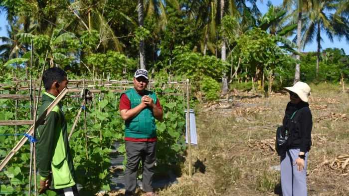 Berkat Bantuan LAZ Haji Kalla, Petani Desa Bababinanga Pinrang Bisa Panen 80 Karung Timun Hijau 