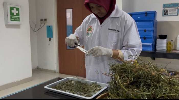 Siswa SMP Islam Athirah Ciptakan Permen Herbal Penangkal Insomnia dari Daun Putri Malu