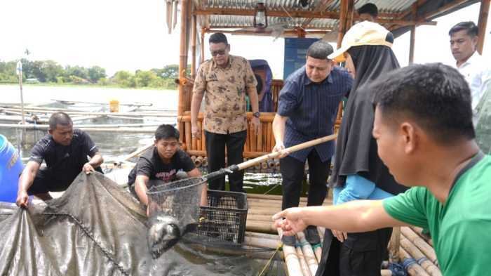 Warga Maccini Sombala Panen 25 Ribu Ikan, Kerja Kolektif Warga Dorong Ketahanan Pangan Makassar
