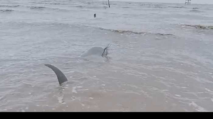 Lumba-lumba Berbobot 200 Kg Terdampar di Maros, Alami Luka di Mata