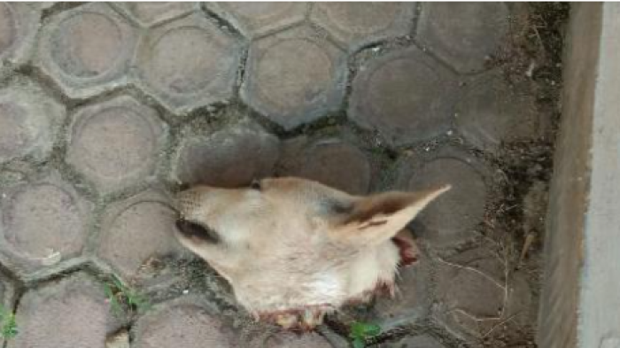 Teror terhadap Aktivis Dinilai Eskalatif, Desakan Perlindungan Menguat