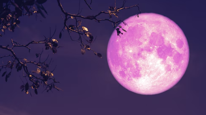 Fenomena Pink Moon 1 April 2026: Bukan Soal Warna, Tapi Penanda Perubahan Musim