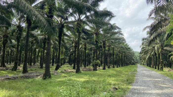 Beasiswa dan Pelatihan Sawit Meluas, Akses Pendidikan Petani Jadi Sorotan