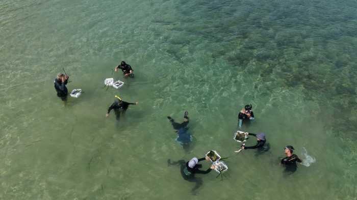 PT Vale Tanam 50 Mangrove dan Transplantasi 200 Lamun di Pesisir Luwu Timur