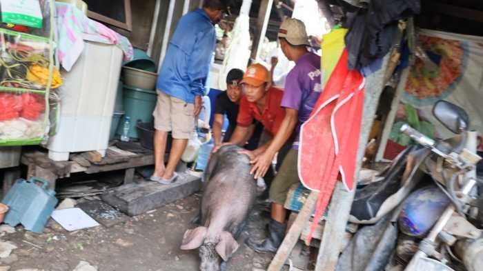Pemkot Makassar Fasilitasi Relokasi 1.200 Babi di Panaikang Setelah Mediasi Enam Bulan
